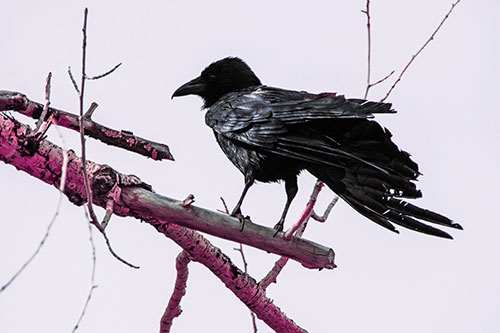 Raven Grips Onto Broken Tree Branch (Purple Tint)