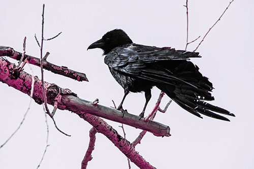 Raven Grips Onto Broken Tree Branch (Purple Tint Photo)