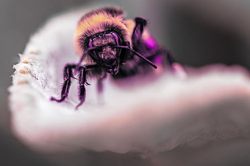 Red Belted Bumble Bee Crawling Flower Petal Edge (Purple Tint)
