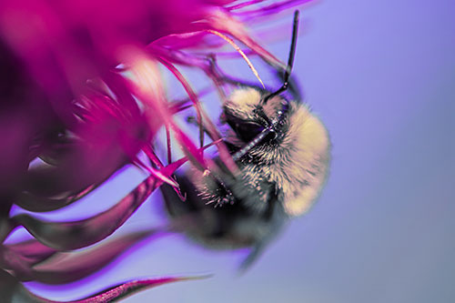 Red Belted Bumble Bee Hanging Onto Thistle Flower (Purple Tint Photo)