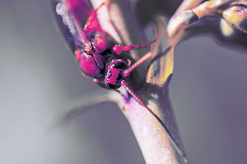 Red Wasp Crawling Down Flower Stem (Purple Tint)