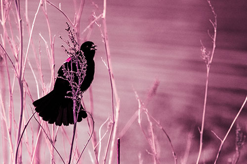Red Winged Blackbird Chirping From Plant Top (Purple Tint Photo)