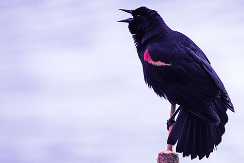 Red Winged Blackbird Singing Atop Cattail Branch (Purple Tint)