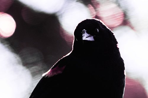 Red Winged Blackbird Tilting Head Among Sunlight (Purple Tint)