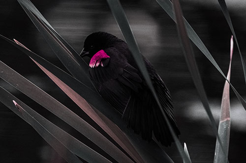 Red Winged Blackbird Watching Atop Water Reed Grass (Purple Tint Photo)