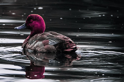 Redhead Duck Floating Atop Lake Water (Purple Tint Photo)