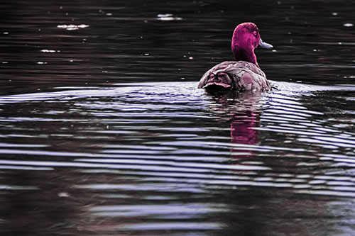 Redhead Duck Swimming Across Water (Purple Tint Photo)