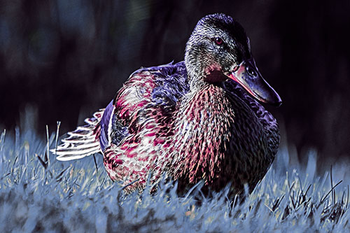 Rested Mallard Duck Rises To Feet (Purple Tint Photo)
