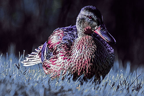 Rested Mallard Duck Rises To Feet (Purple Tint)