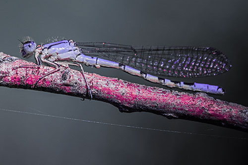 Resting Damselfly Spread Across Branch (Purple Tint)