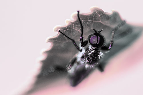 Resting March Fly Seeks Shade Beneath Leaf Petal (Purple Tint)