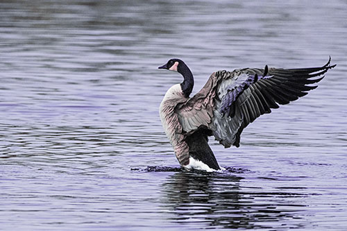 Rising Canadian Goose Spreading Wings Among Lake Top (Purple Tint)