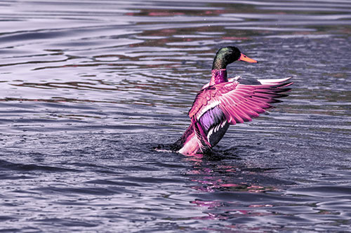 Rising Mallard Duck Flapping Wings Among Rippling Water (Purple Tint)