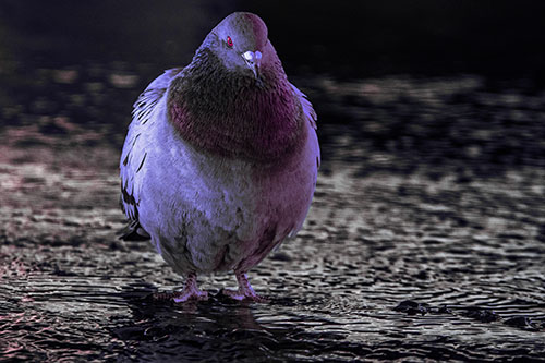 River Standing Pigeon Watching Ahead (Purple Tint)