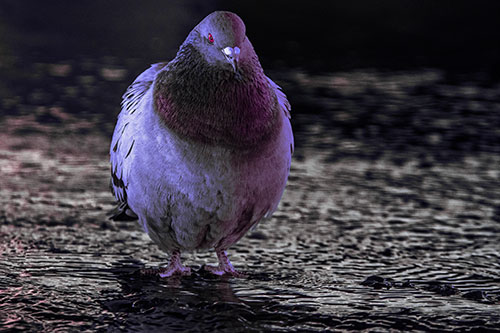 River Standing Pigeon Watching Ahead (Purple Tint Photo)