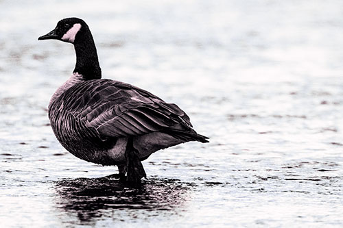 River Walking Canadian Goose (Purple Tint Photo)