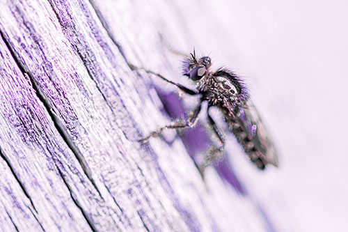 Robber Fly Perched Along Sloping Tree Stump (Purple Tint Photo)