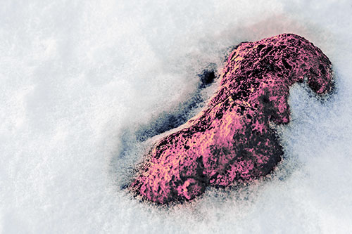 Rock Emerging From Melting Snow (Purple Tint Photo)