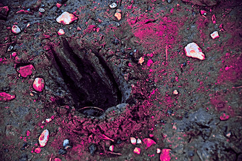 Rocks Surround Deep Mud Paw Footprint (Purple Tint Photo)