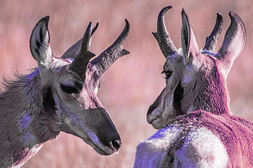 Romantic Pronghorn Couple Get Close (Purple Tint)