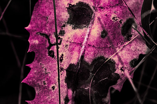Rot Screaming Leaf Face Among Grass Blades (Purple Tint Photo)