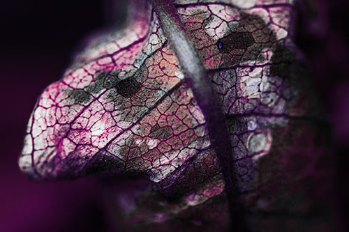 Rotting Veined Leaf Stem Face (Purple Tint Photo)