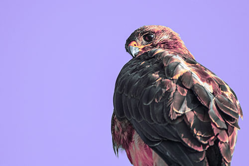 Rough Legged Hawk Glancing Backwards (Purple Tint Photo)