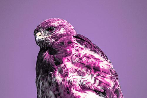 Rough Legged Hawk Keeping An Eye Out (Purple Tint Photo)