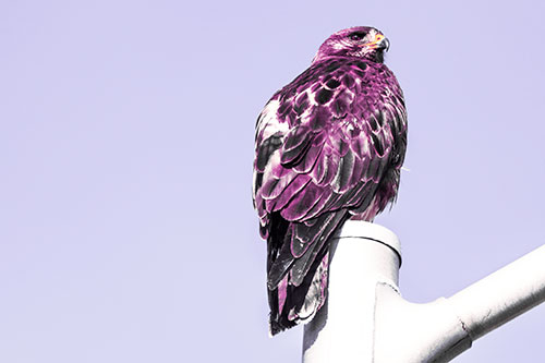 Rough Legged Hawk Occupies Light Pole Top (Purple Tint Photo)