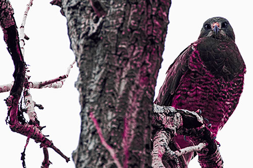 Rough Legged Hawk Watches Intensely Atop Tree Branch (Purple Tint Photo)