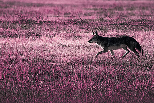 Running Coyote Hunting Among Grass Prairie (Purple Tint Photo)