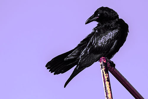 Rusted Rail Raven Keeping Watch (Purple Tint)