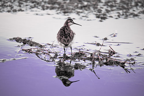 Sandpiper Bird Perched On Floating Lake Stick (Purple Tint Photo)
