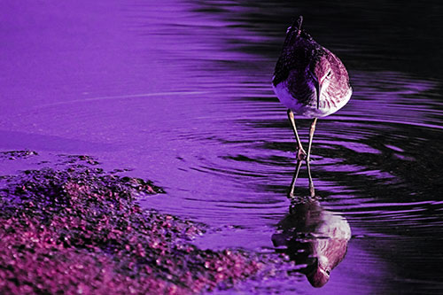 Sandpiper Watching Water Rippling Among Shoreline (Purple Tint)