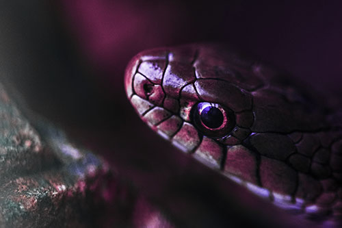 Scared Garter Snake Makes Appearance (Purple Tint Photo)