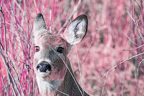 Scared White Tailed Deer Among Branches (Purple Tint Photo)