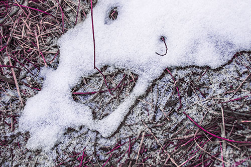 Screaming Stick Eyed Snow Face Among Grass (Purple Tint Photo)