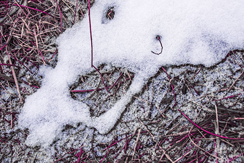 Screaming Stick Eyed Snow Face Among Grass (Purple Tint)
