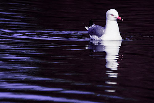 Seagull Floating Among Illuminated Rippling Water (Purple Tint)
