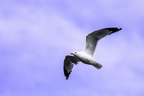 Seagull Flying Among Cloudy Overcast Sky (Purple Tint)