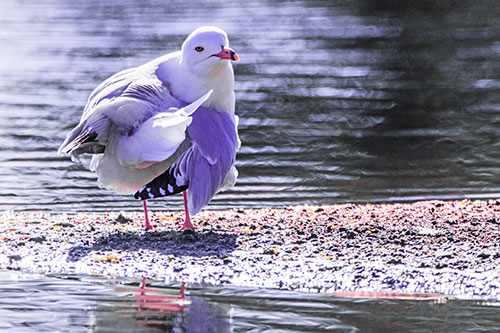 Seagull Grooming Itself Among Lake Shore (Purple Tint)