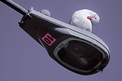 Seagull Grooming Self Atop Street Light Pole (Purple Tint)