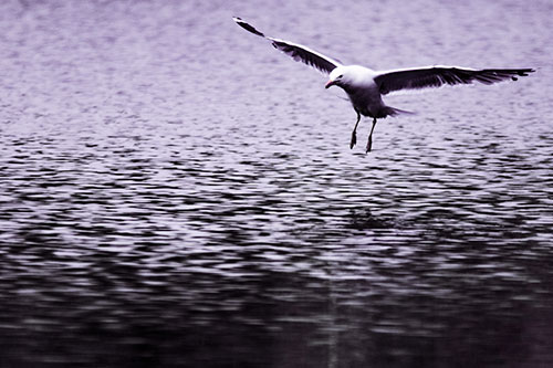 Seagull Landing On Lake Water (Purple Tint Photo)