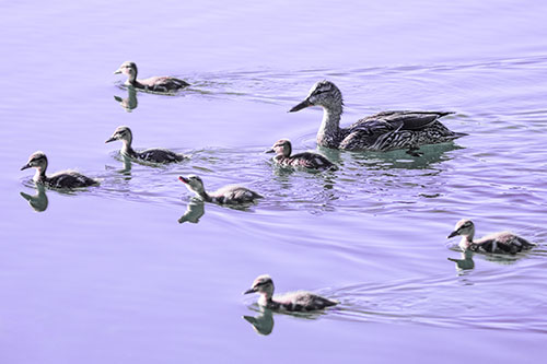 Seven Mallard Ducklings Swimming With Mother (Purple Tint)