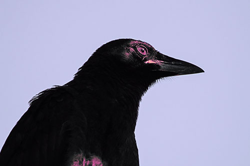 Shaded Crow Gazing Towards Sunlight (Purple Tint Photo)