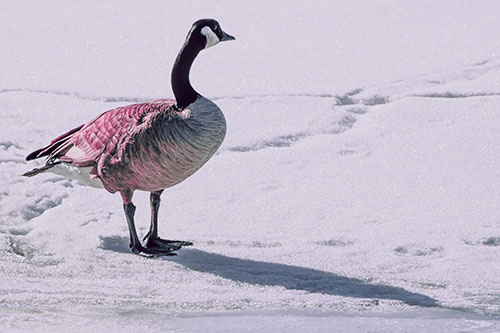 Shadow Casting Canadian Goose Standing Among Snow (Purple Tint Photo)
