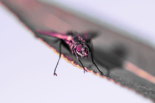 Shadow Casting Cluster Fly Dangles Leg Off Plant Leaf (Purple Tint)