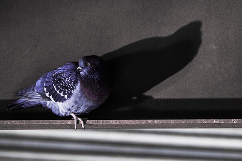 Shadow Casting Pigeon Looking Towards Light (Purple Tint)
