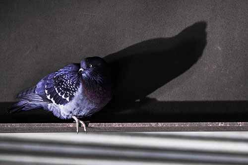 Shadow Casting Pigeon Looking Towards Light (Purple Tint Photo)