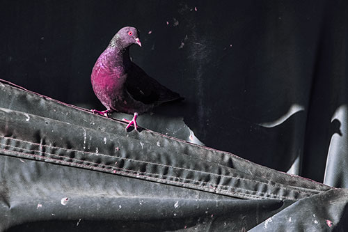 Shadow Casting Pigeon Perched Along Dirty Sloping Tarp (Purple Tint)